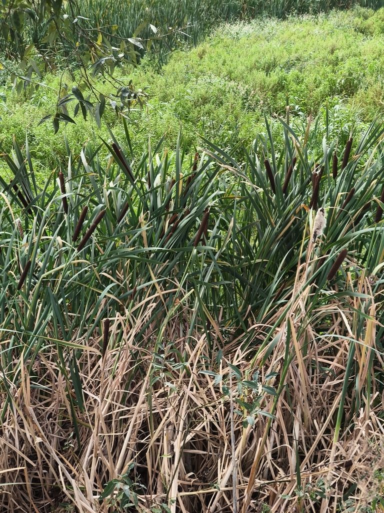 Cattails (habitat) (Typha spp.)