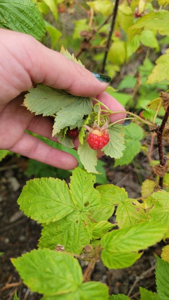 Blackberries & raspberries (Rubus (genus))