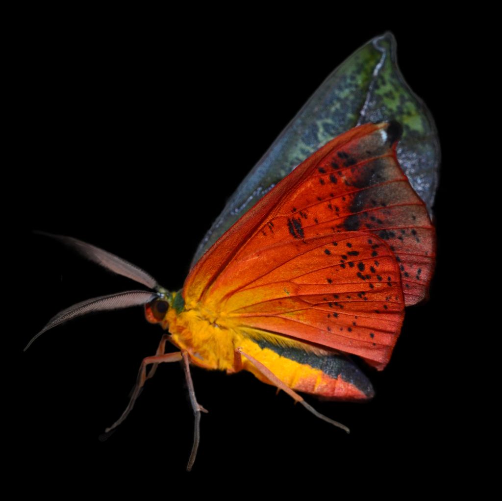 Geometer moths (Family Geometridae)