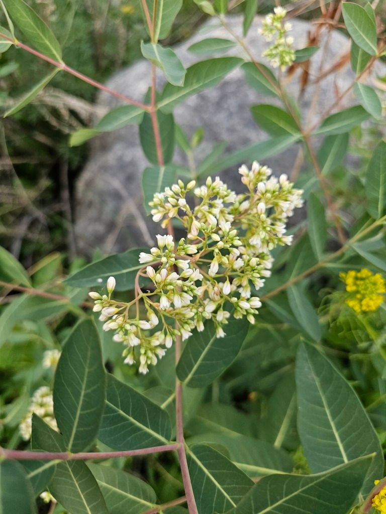 Dogbanes (*Apocynum* (genus))