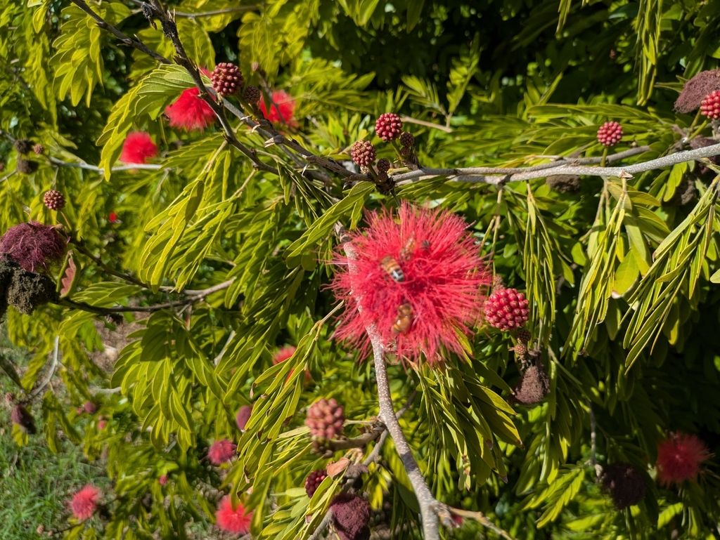 Wild lilacs (Calliandra spp.)