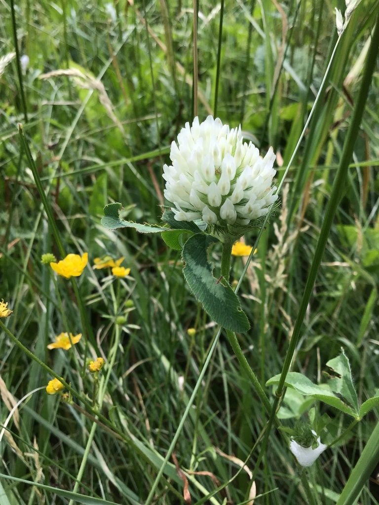 Wild roses (Rosa spp.)
