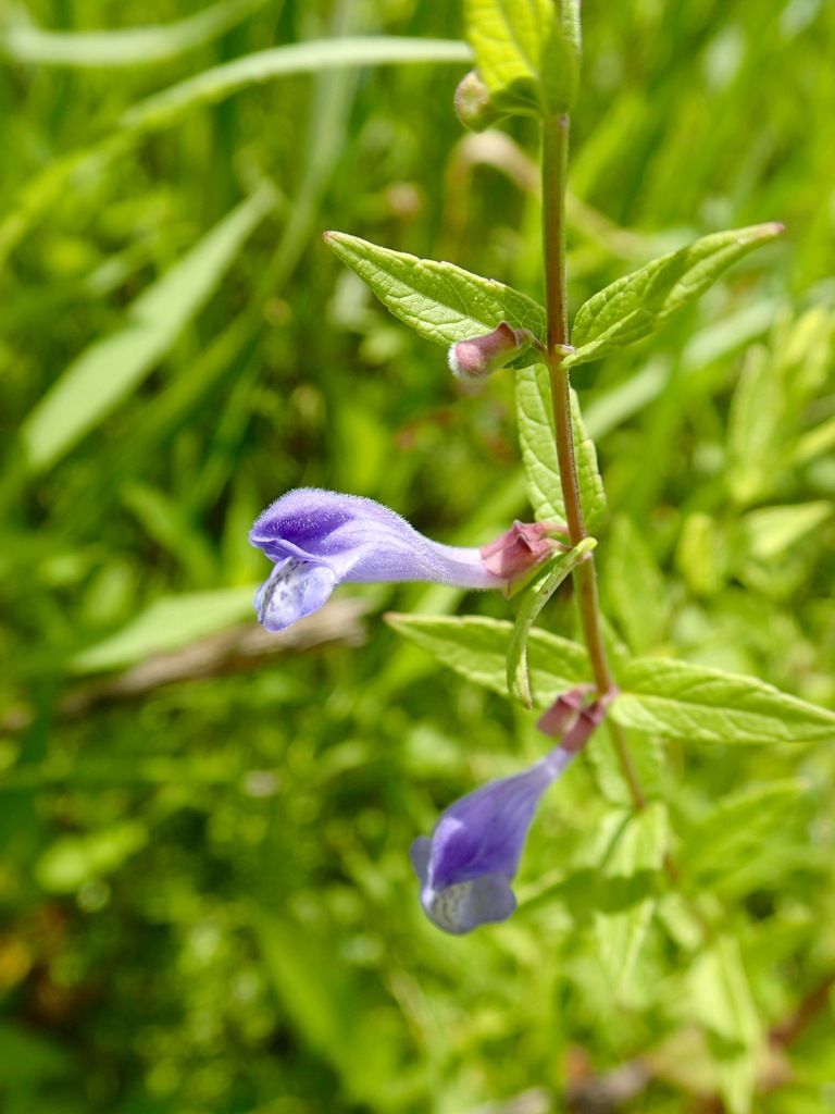 Skullcaps (Scutellaria (genus))