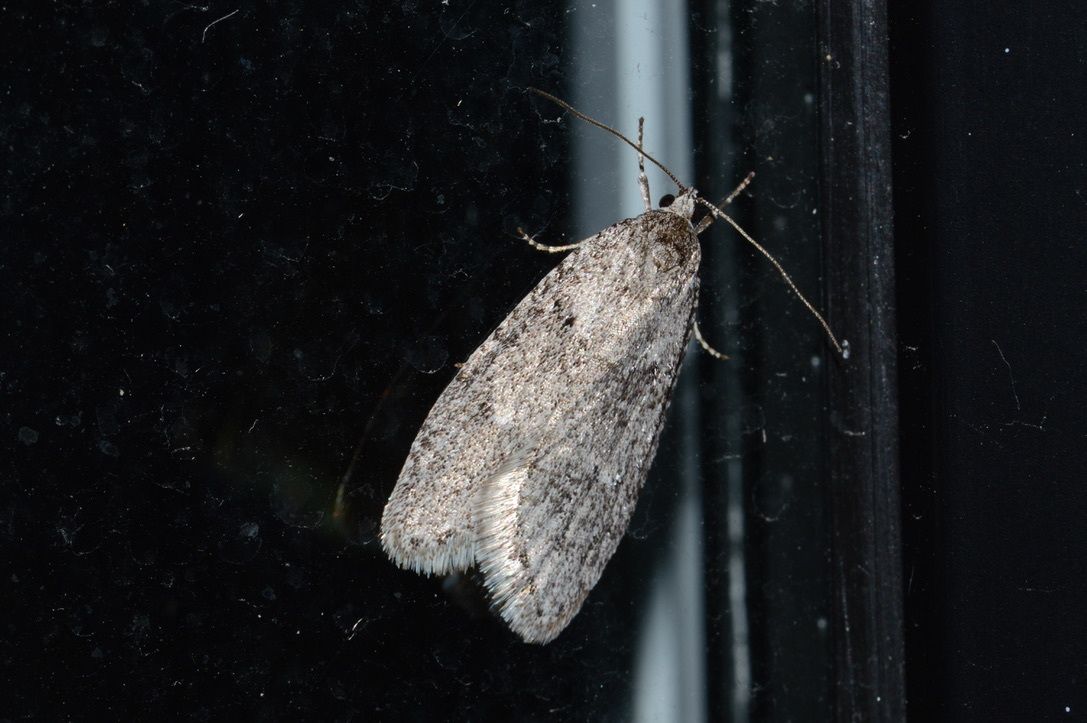 Small nectar moths (micro-moths) (Multiple families (varies))