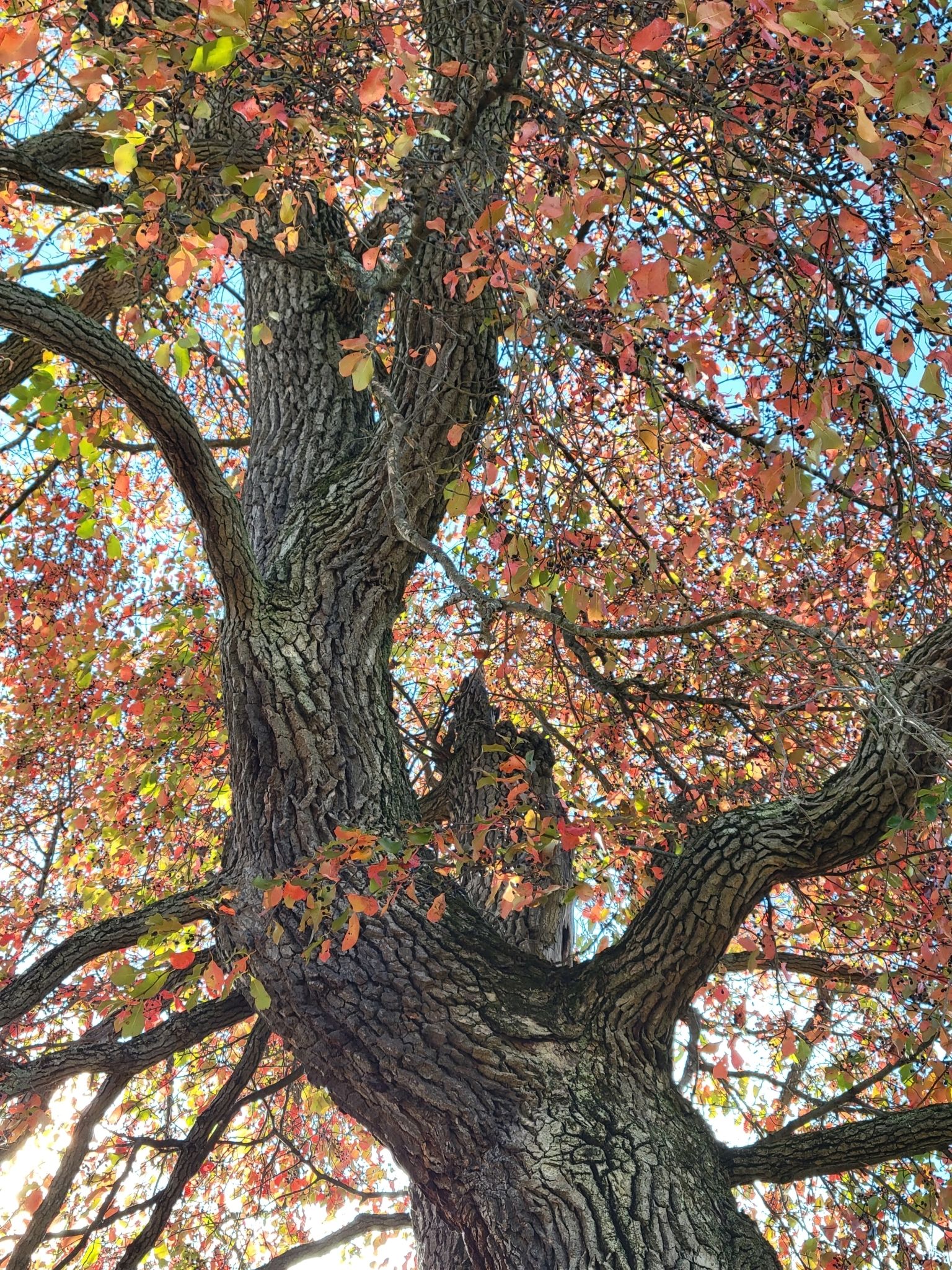 Black tupelo (*Nyssa* spp.)