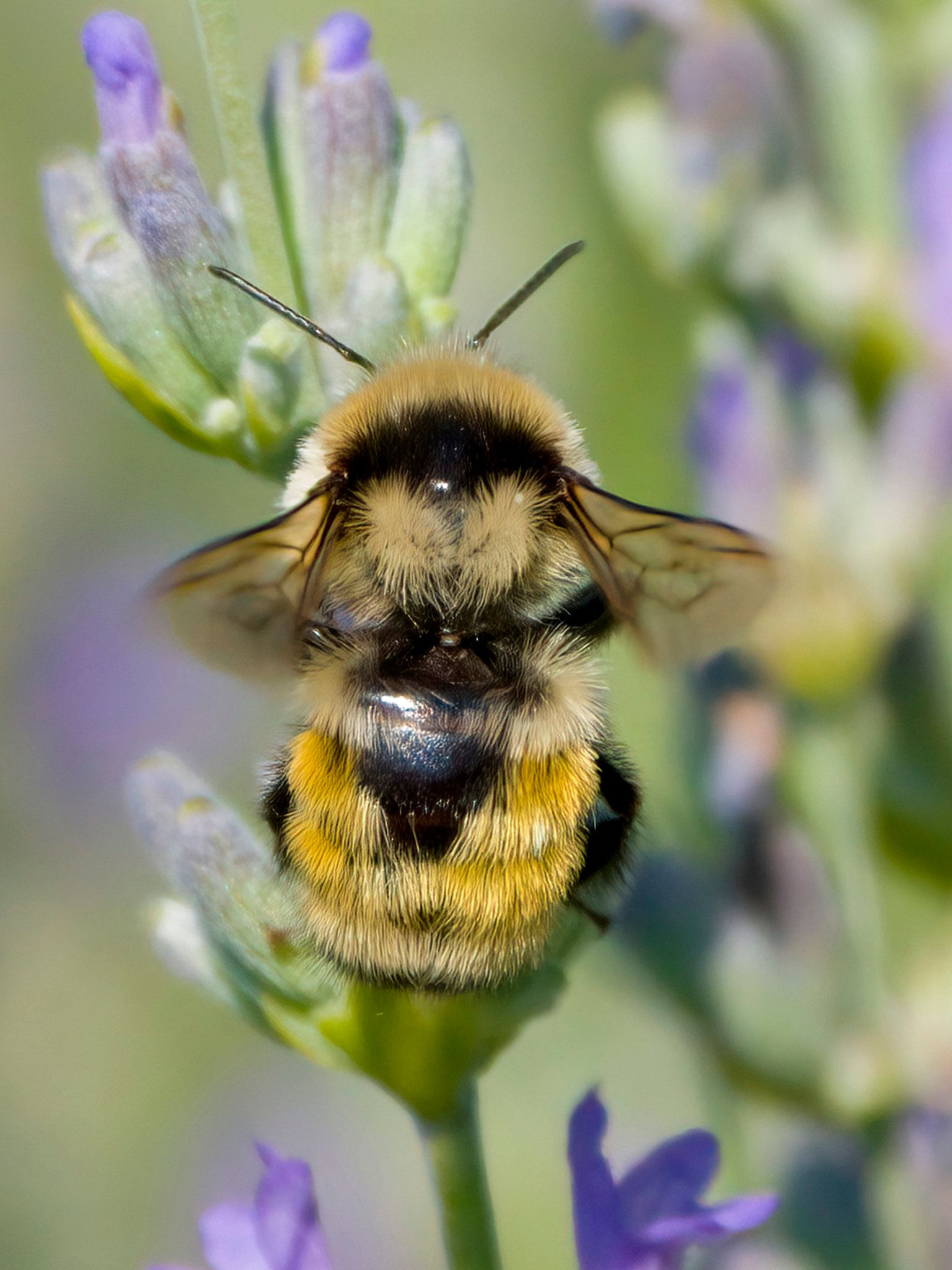 Bumble bees (Genus Bombus)