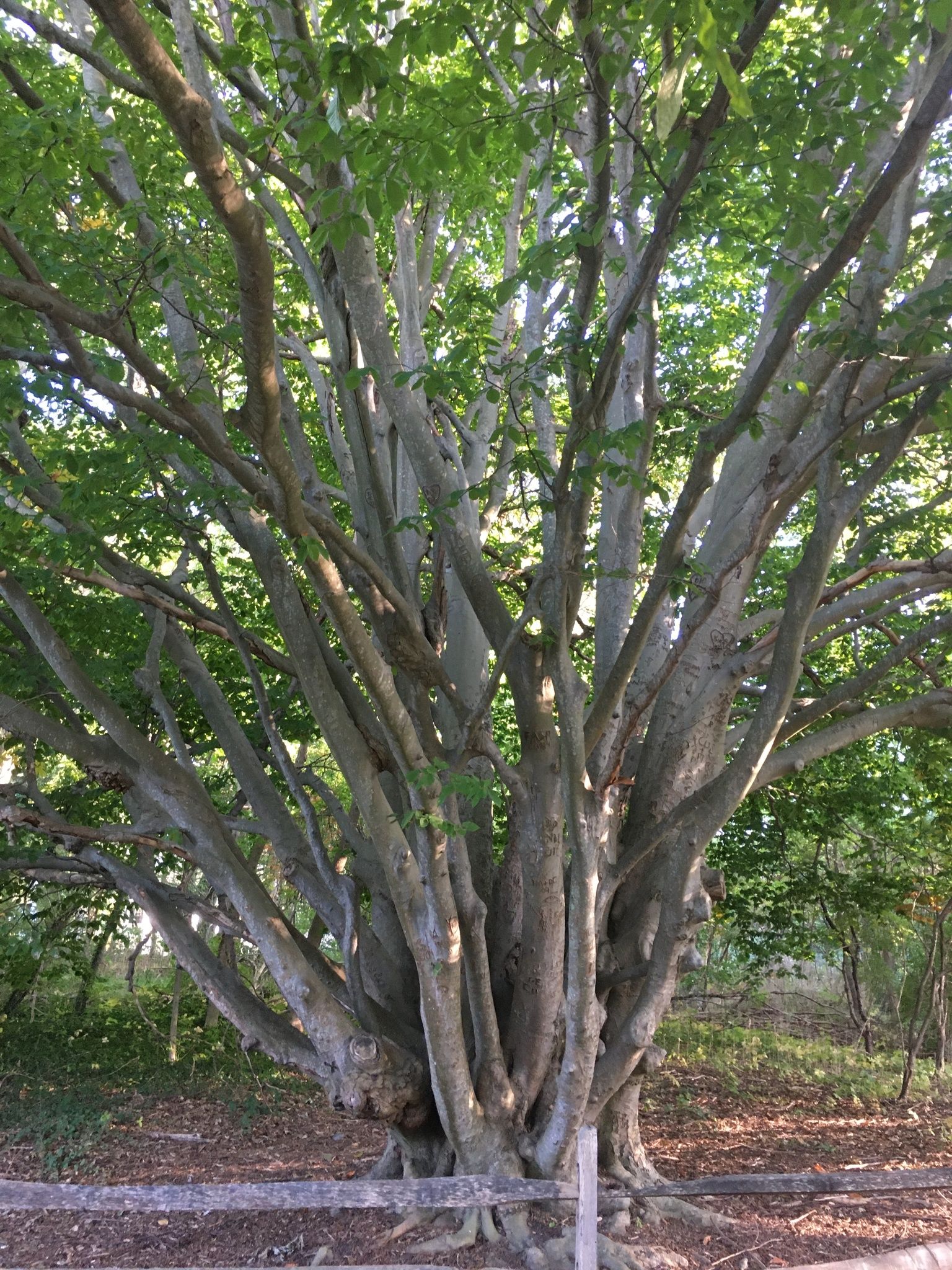 Beeches (*Fagus* spp.)