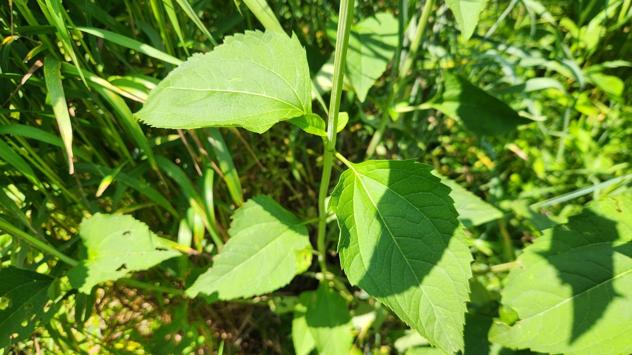 False sunflowers (*Helopsis* spp.)
