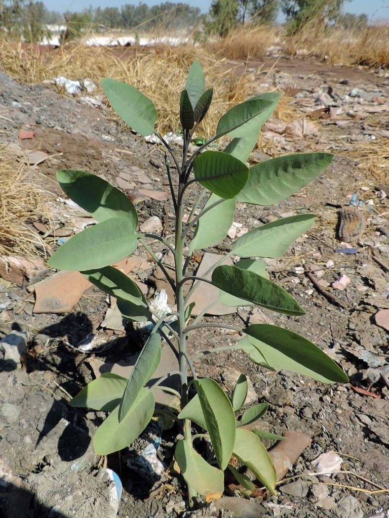Evening-scented tobaccos (native) (Nicotiana (native species))