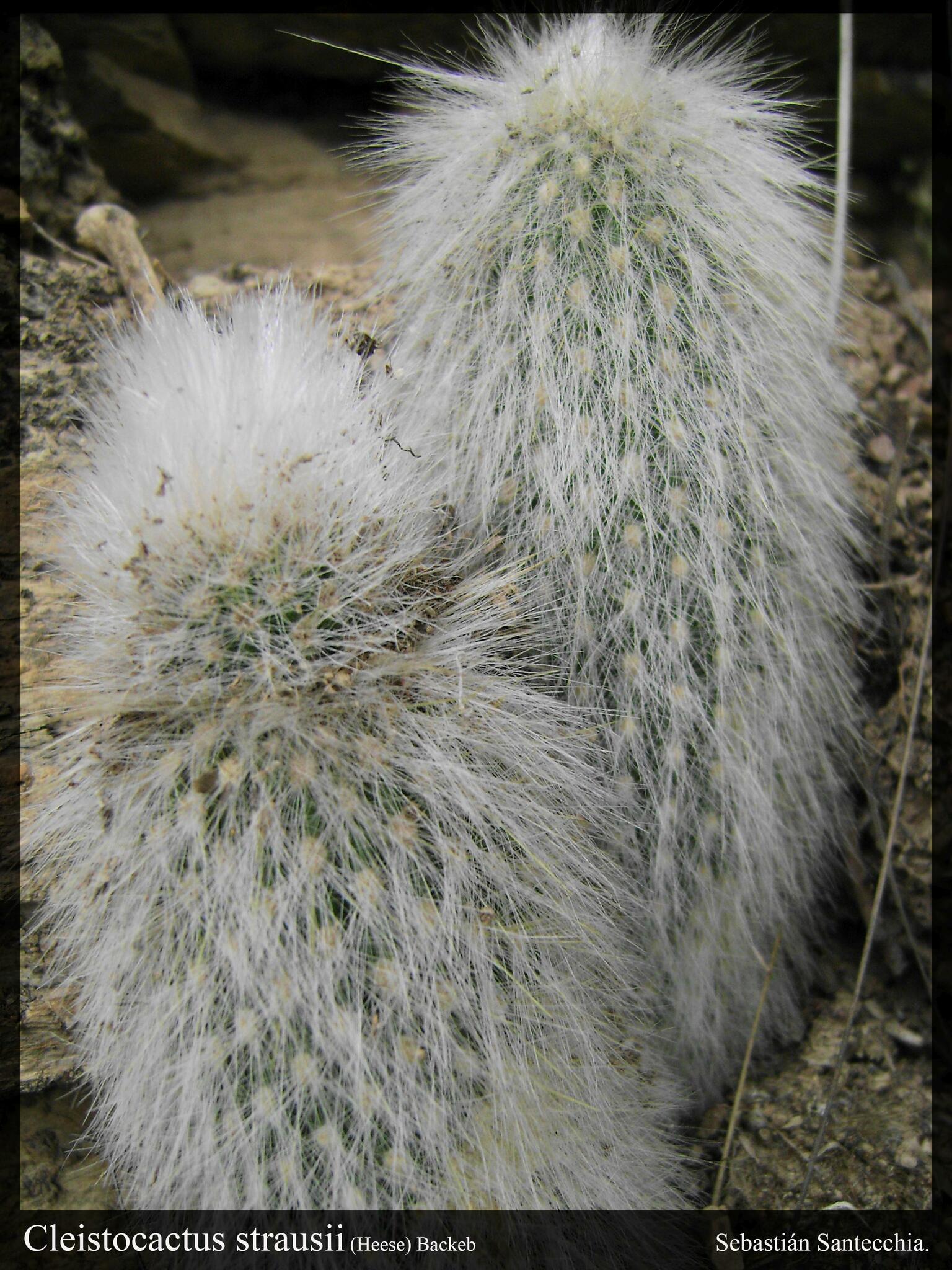 Columnar cacti (*Multiple genera (region-dependent)*)