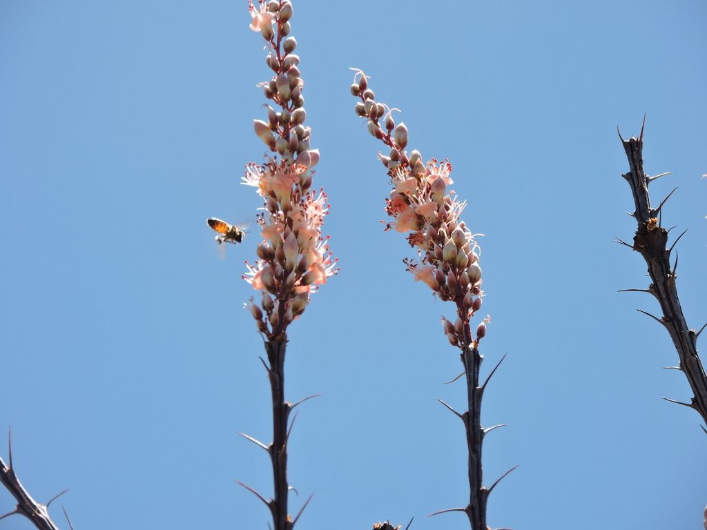 Ocotillo (Fouquieria spp.)