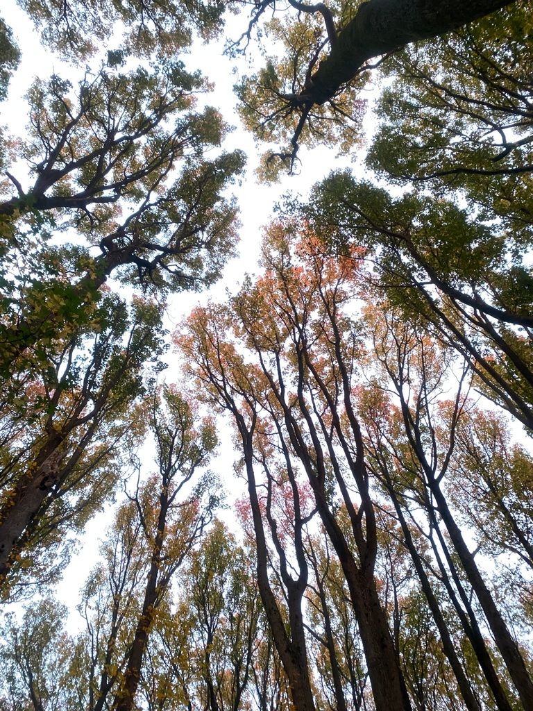 Sweetgum (Liquidambar styraciflua)