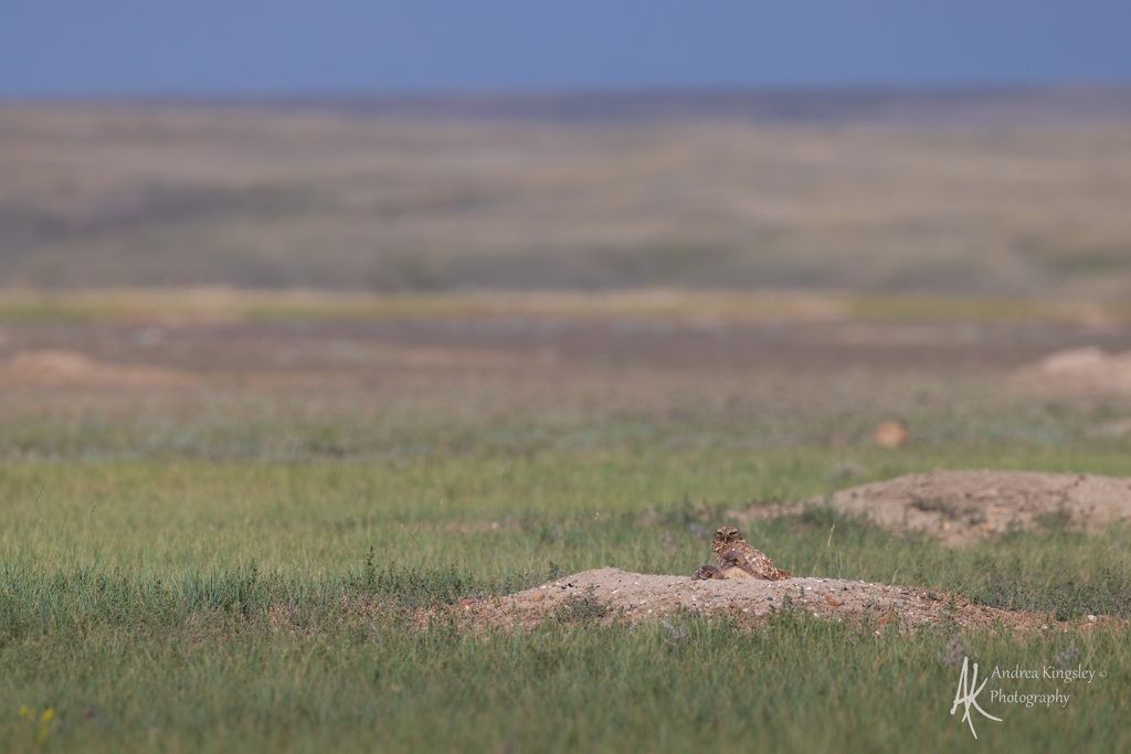 Northwestern Glaciated Plains