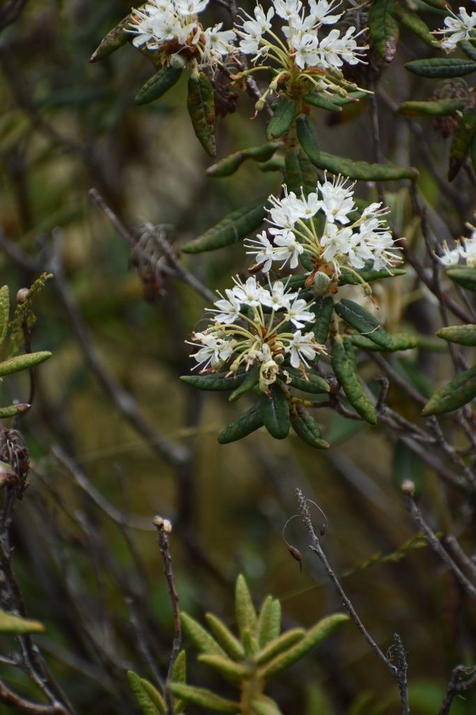 Azaleas & rhododendrons (Rhododendron)