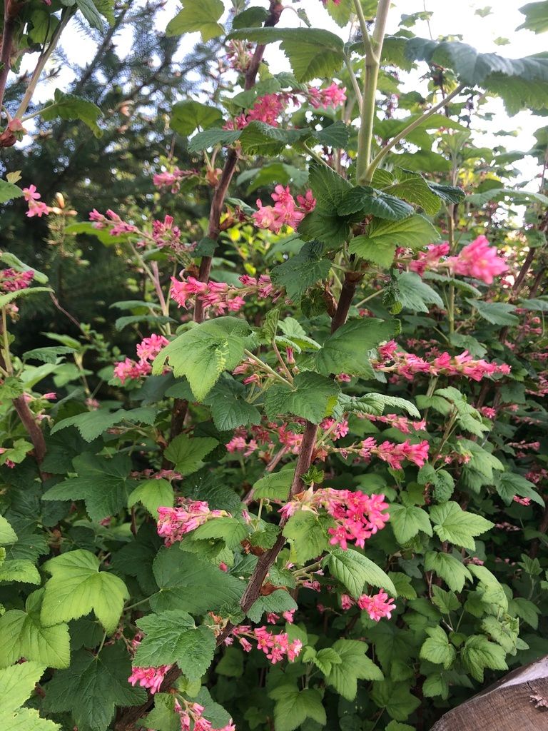 Currants & gooseberries (Ribes spp.)