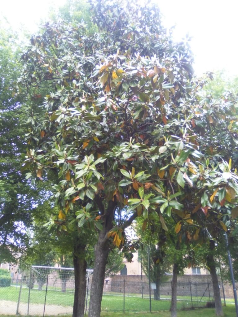 Magnolias (*Magnolia* spp.)