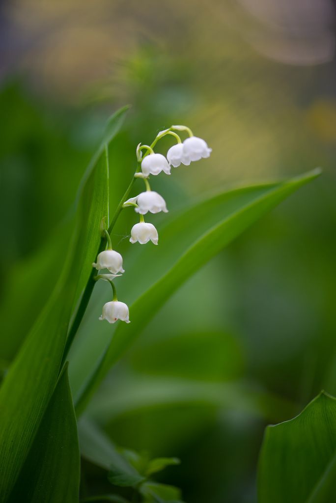 Solomon’s seals (*Polygonatum* spp.)