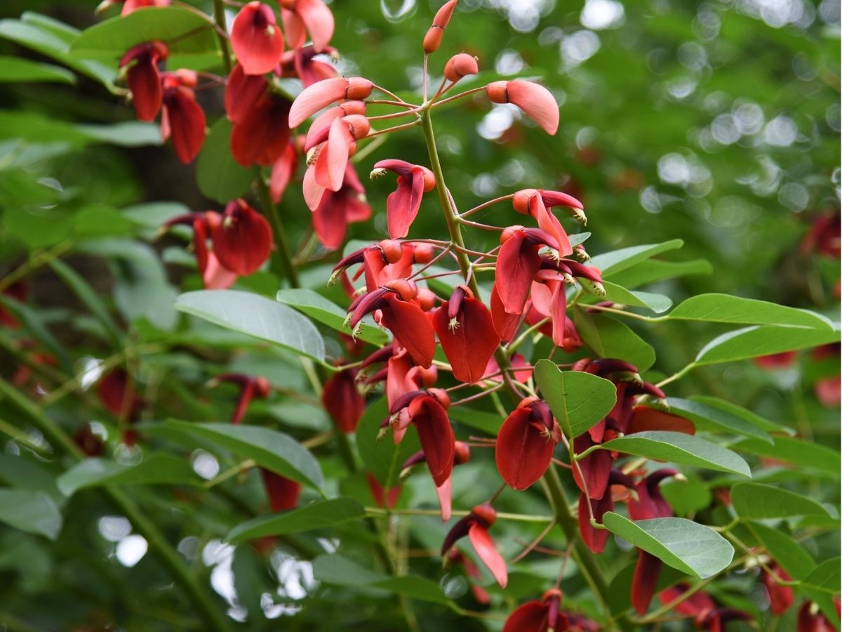 trees-erythrinas-mexico (3).jpg