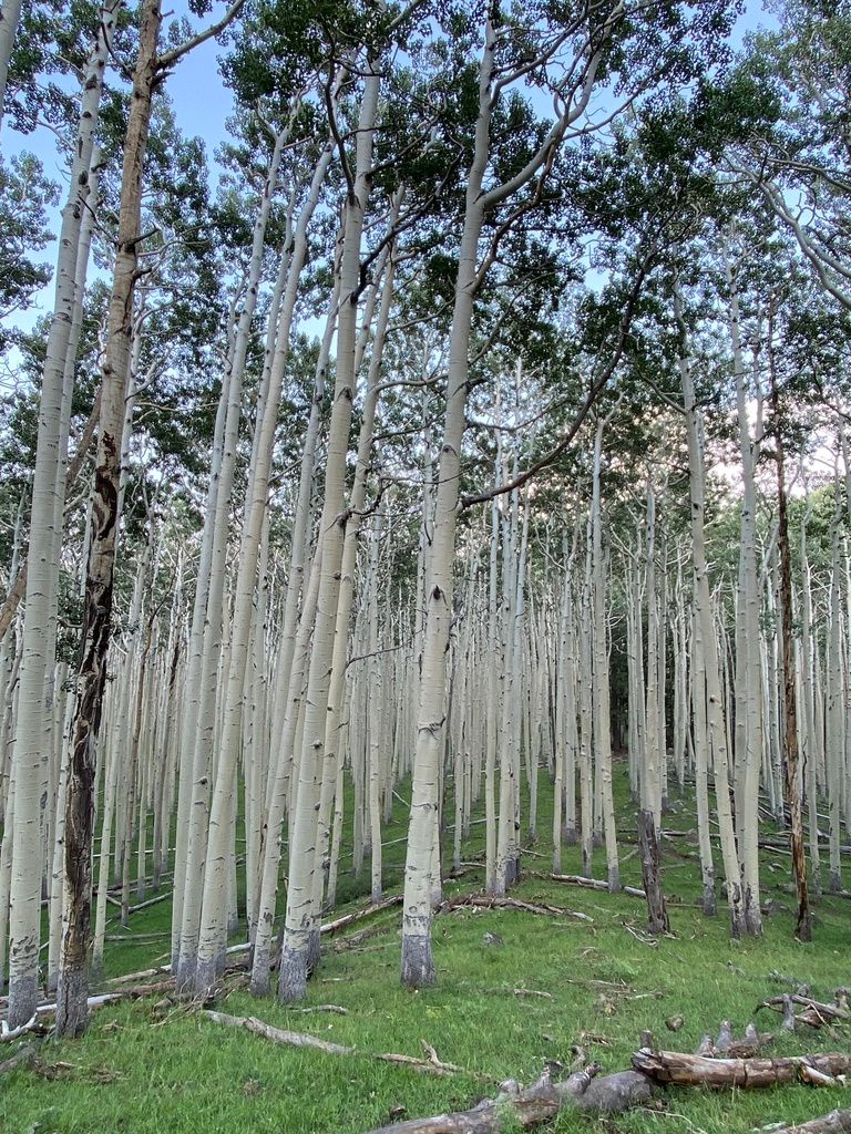 Poplars, aspens & cottonwoods (Populus)