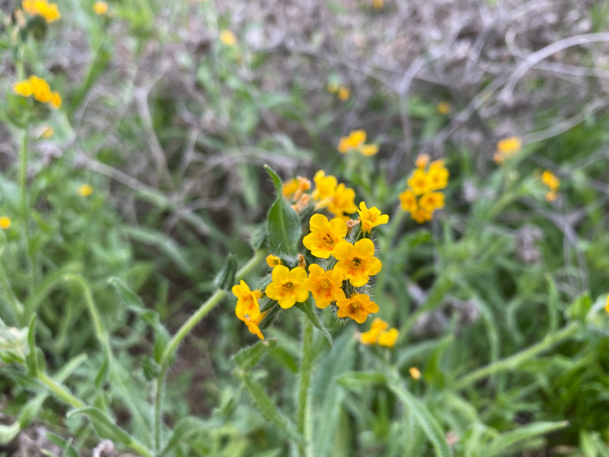 Borage family natives (*Boraginaceae* (native genera))