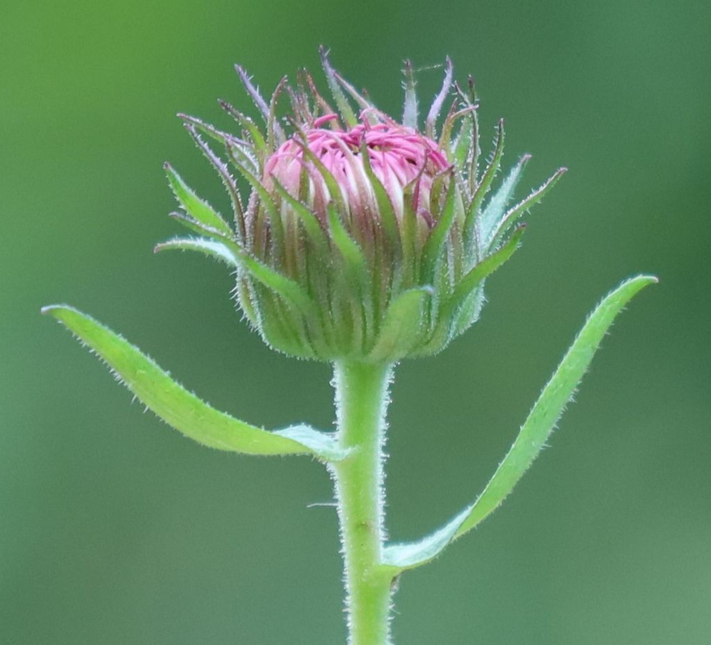Asters (Symphyotrichum spp.)