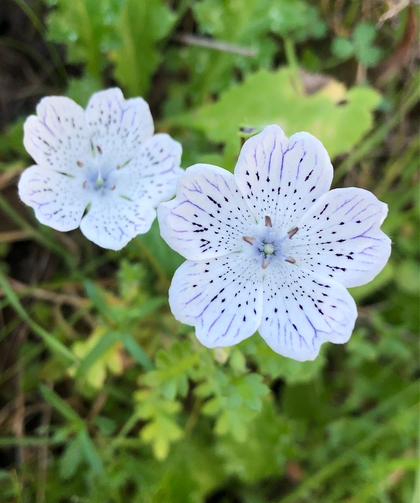 Nemophilas (*Nemophila* (genus))