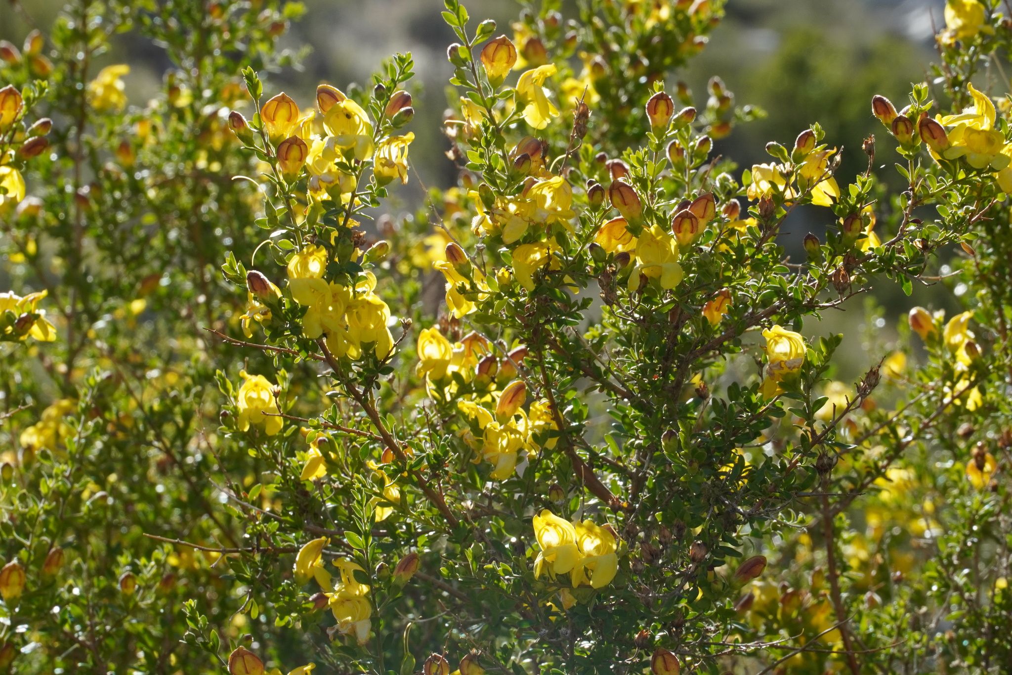 Penstemons’ allies (*Keckiella* spp. (and close allies))