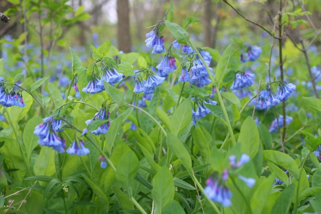 Bluebells (Mertensia spp.)