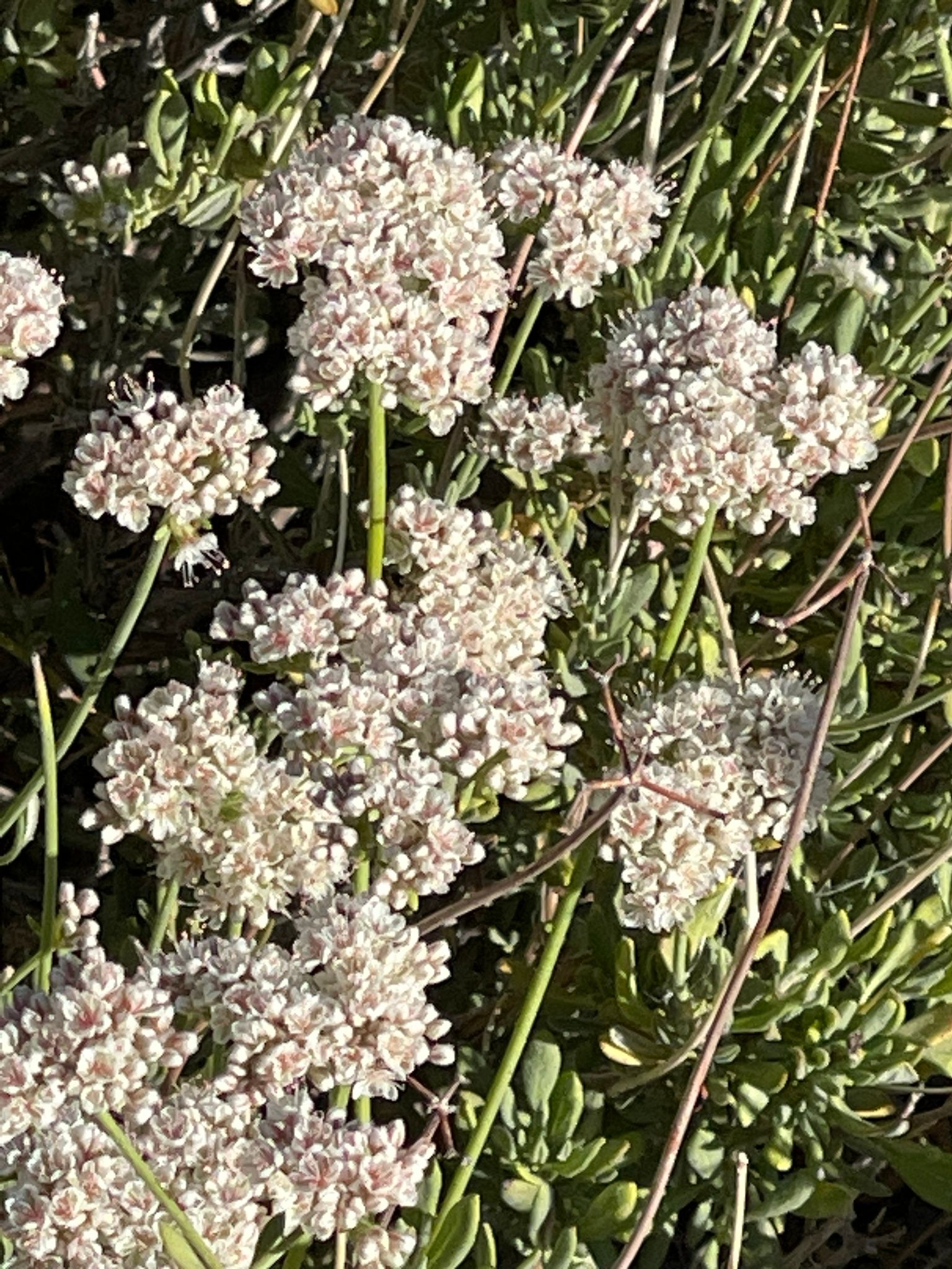 Wild buckwheats (*Eriogonum* (genus))