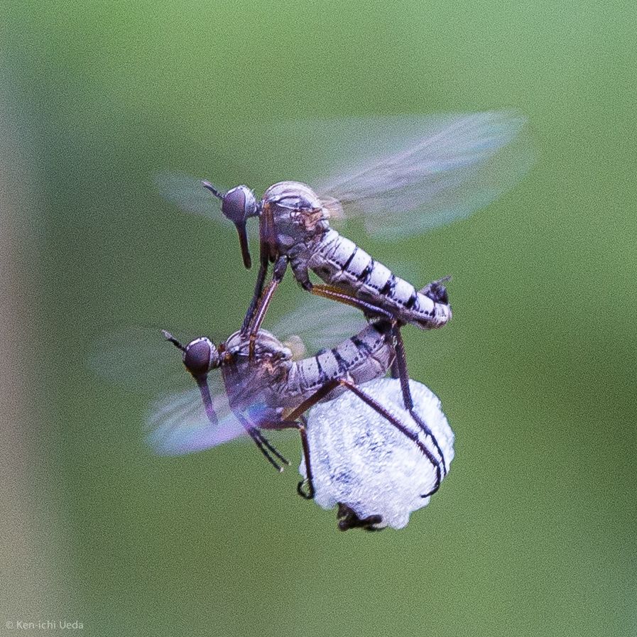 Dance flies (Family Empididae)