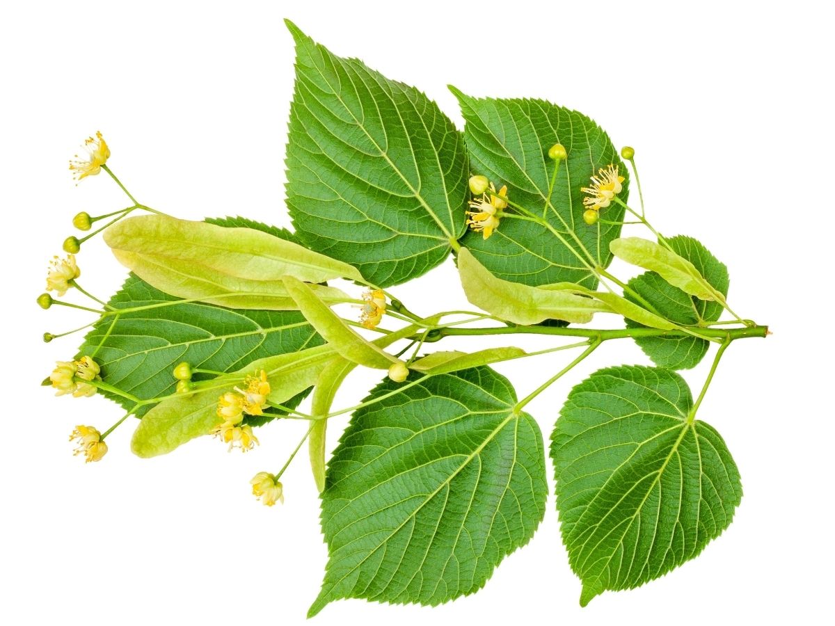 trees-basswoods-and-lindens (3).jpg