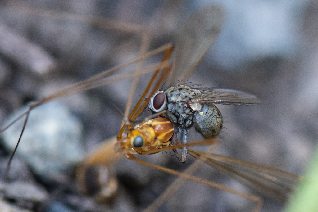 House-fly relatives (Family Muscidae)