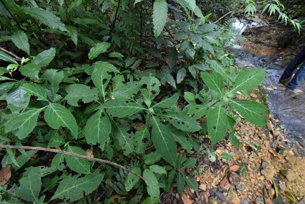 Mints (Lamiaceae (native genera))