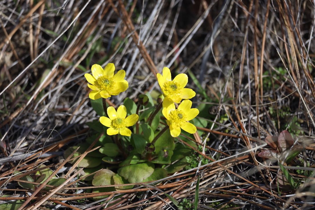 Buttercups (*Ranunculus* spp.)