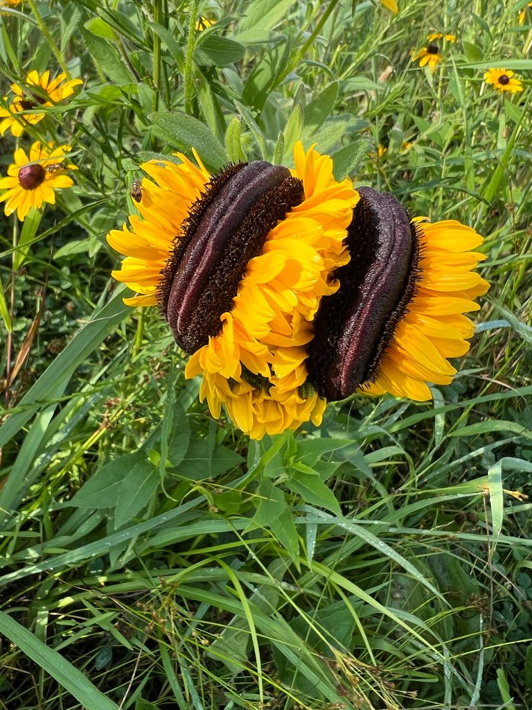 Rudbeckias (Rudbeckia spp.)