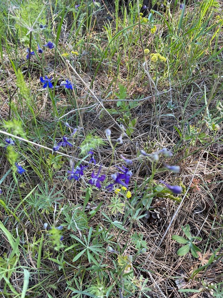 Larkspurs & delphiniums (Delphinium (genus))