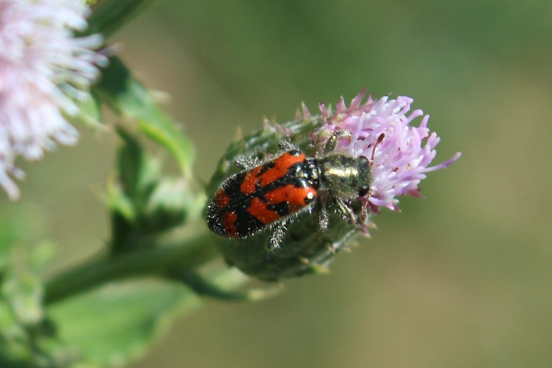 Checkered beetles (Family Cleridae)