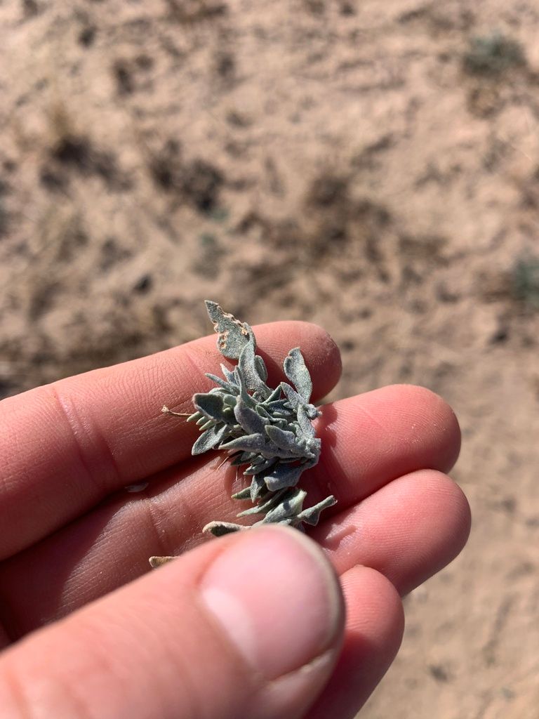 Bladderpods & relatives (Physaria spp. (and allies))