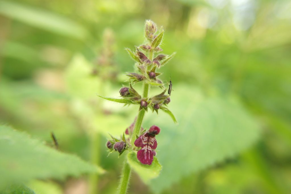Woundworts / hedgenettles (Stachys spp.)