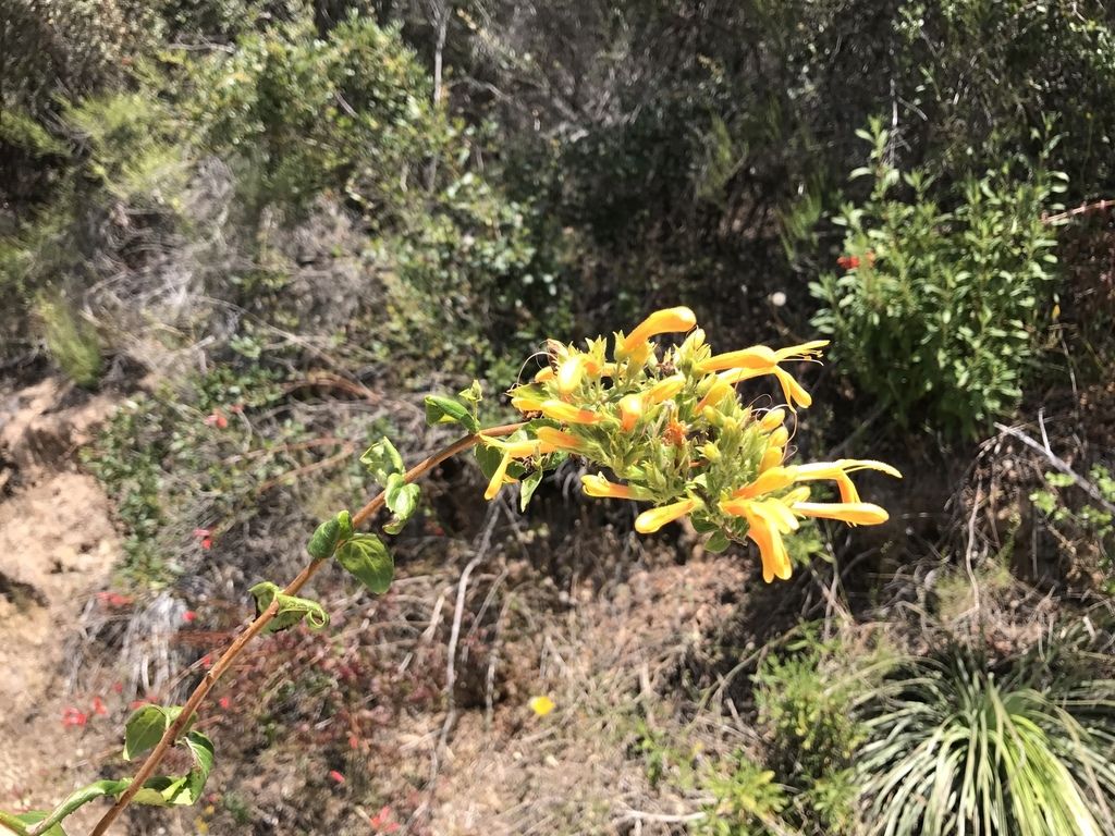 Penstemons’ allies (Keckiella spp. (and close allies))