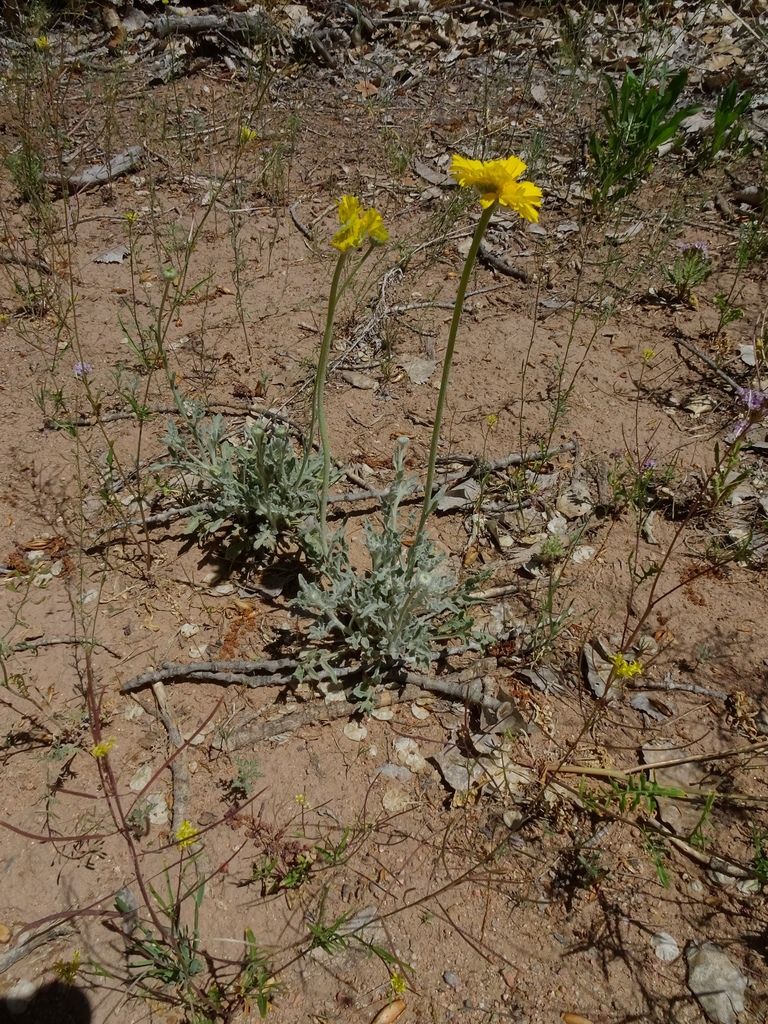 Marigolds (Baileya spp.)