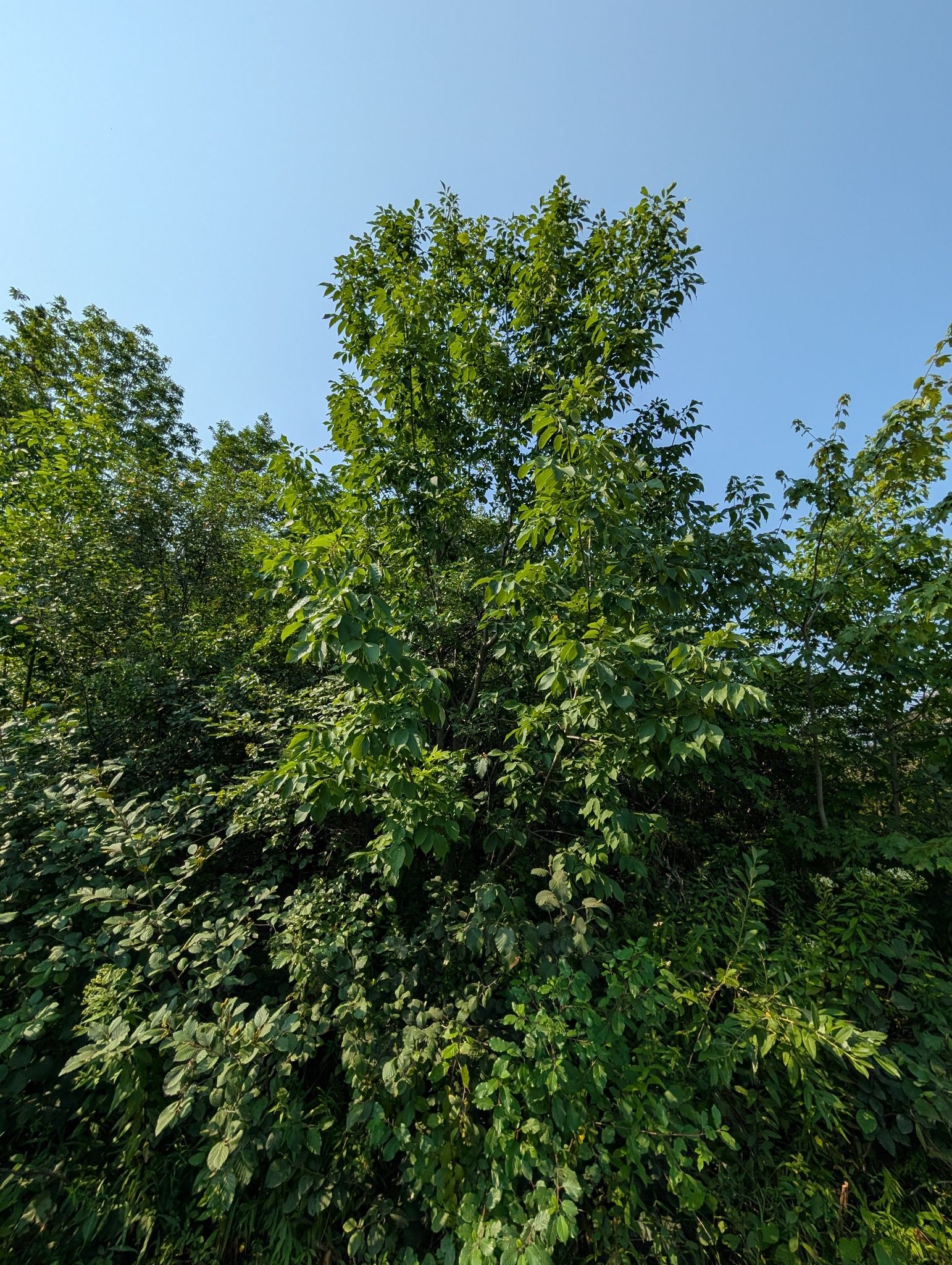 Ashes (*Fraxinus* spp.)