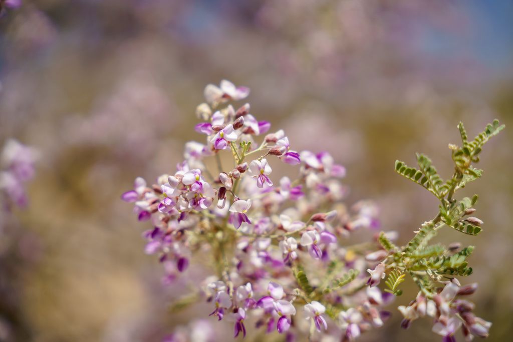 Ironwood (Olneya tesota)