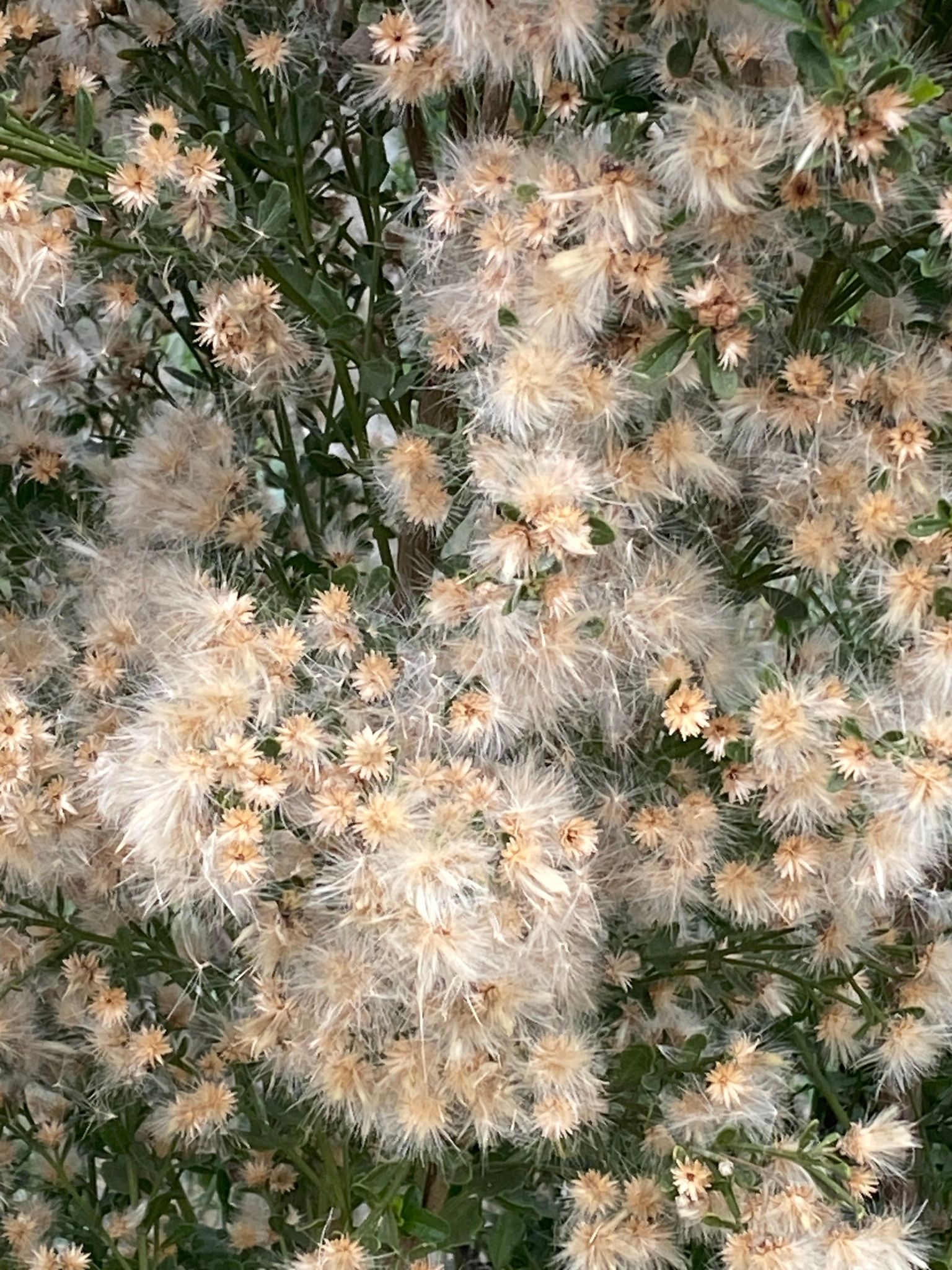 Baccharis (*Baccharis* spp.)