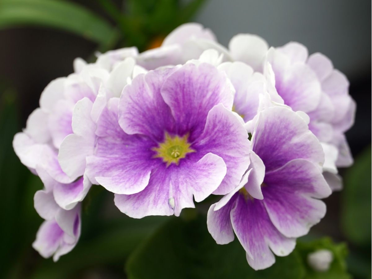 wildflowers-herbaceous-perennials-evening-primroses (3).jpg