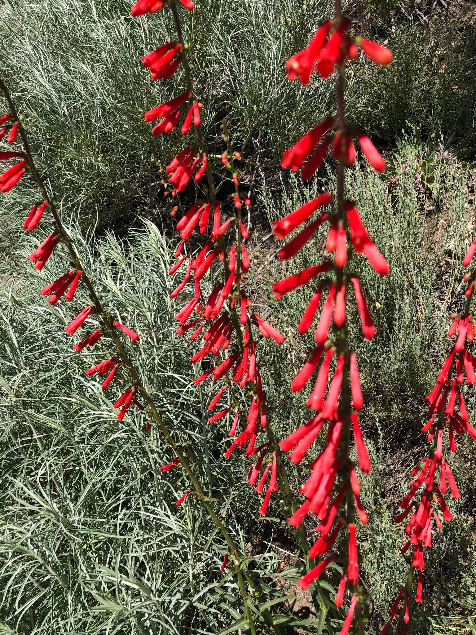 Penstemons (*Penstemon* (arid-adapted species))