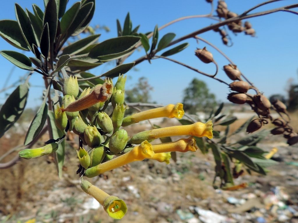 Evening-scented tobaccos (native) (Nicotiana (native species))