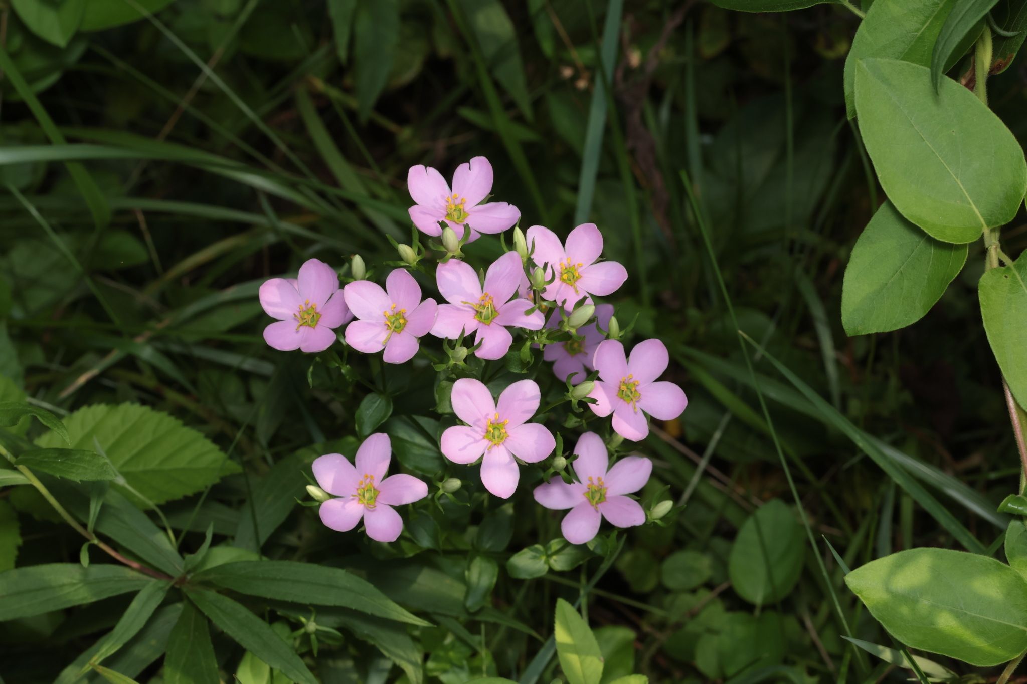 Gentians (*Gentianaceae* (native genera))