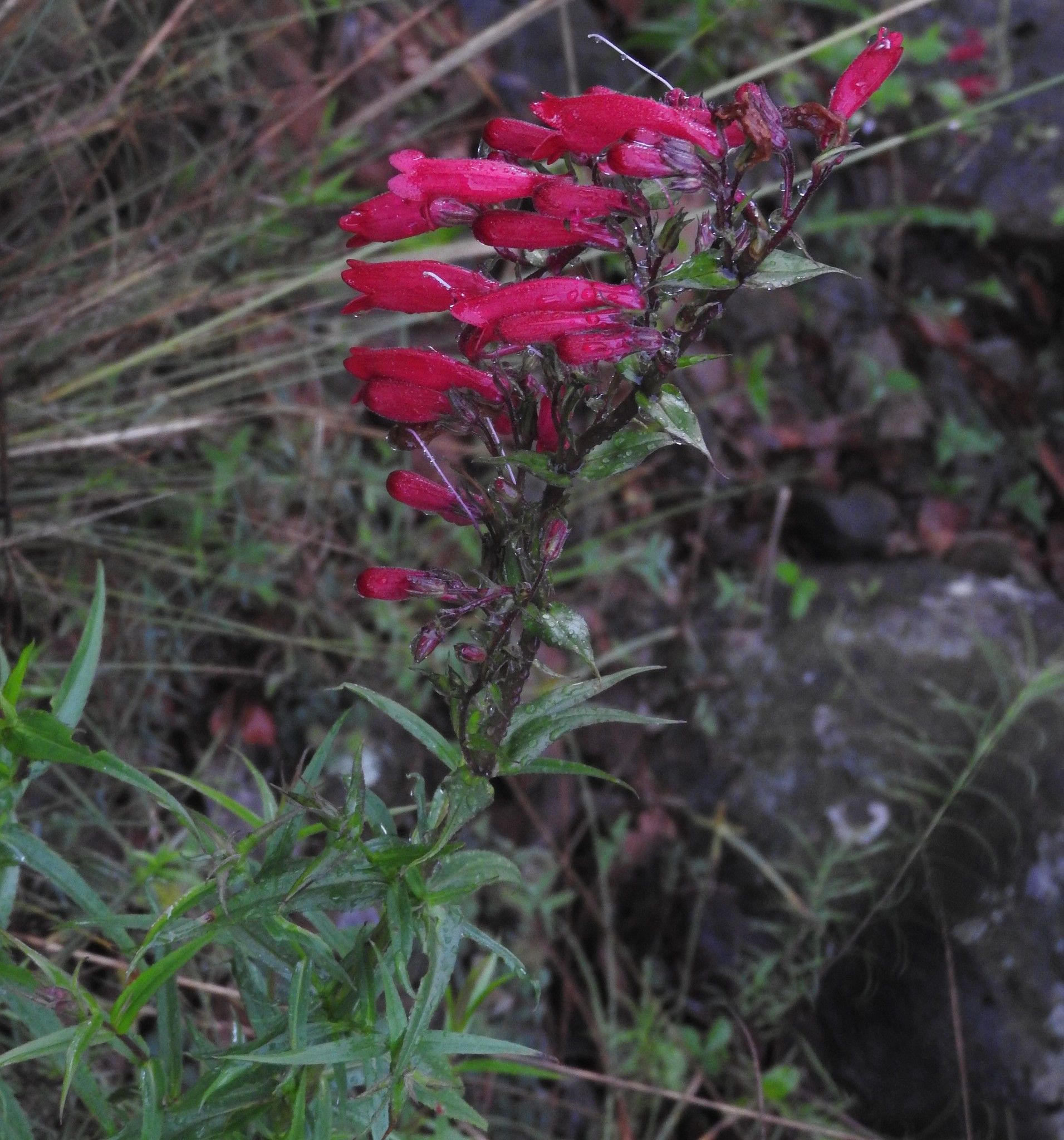 Beardtongues (*Penstemon* (Mexico spp.))