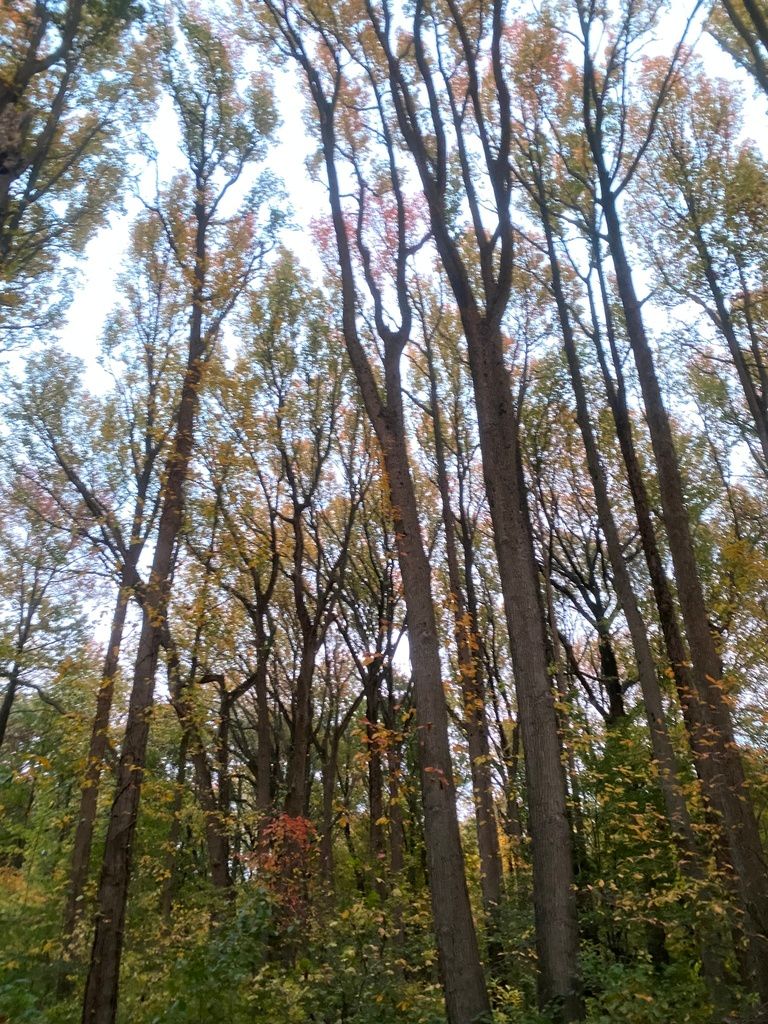 Inga (*Inga* (genus))